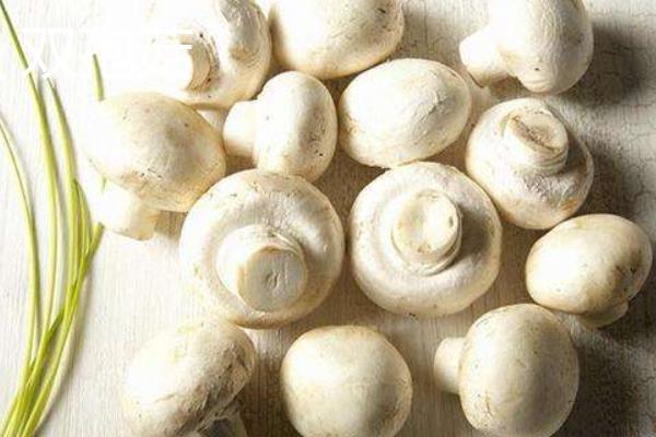 双孢菇和口蘑的区别是什么 双孢菇是口蘑吗