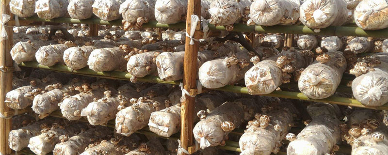 花菇产地在哪里 花菇什么季节上市
