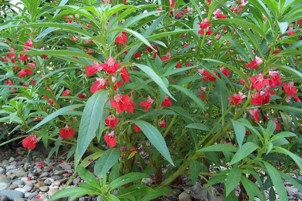 凤仙花什么时候开花(几月) 凤仙花好养吗