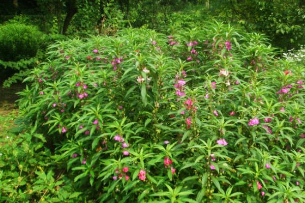凤仙花什么时候开花(几月) 凤仙花好养吗