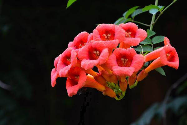 凌霄花为什么不开花(原因及解决方法) 凌霄花盆景怎么造型