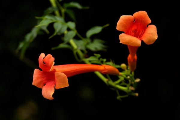 凌霄花为什么不开花(原因及解决方法) 凌霄花盆景怎么造型
