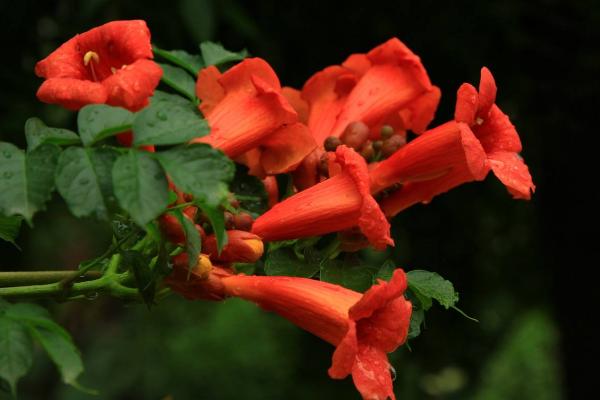 凌霄花为什么不开花(原因及解决方法) 凌霄花盆景怎么造型
