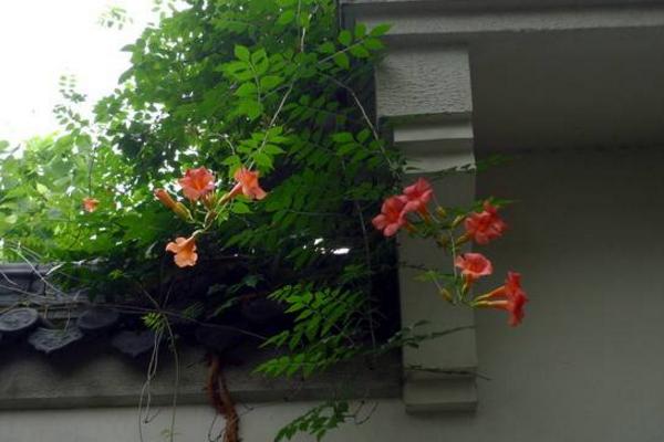 凌霄花为什么不开花(原因及解决方法) 凌霄花盆景怎么造型