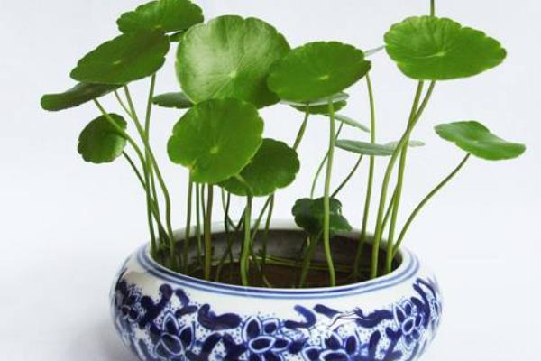 铜钱草招财吗(摆放位置) 养铜钱草对风水的作用