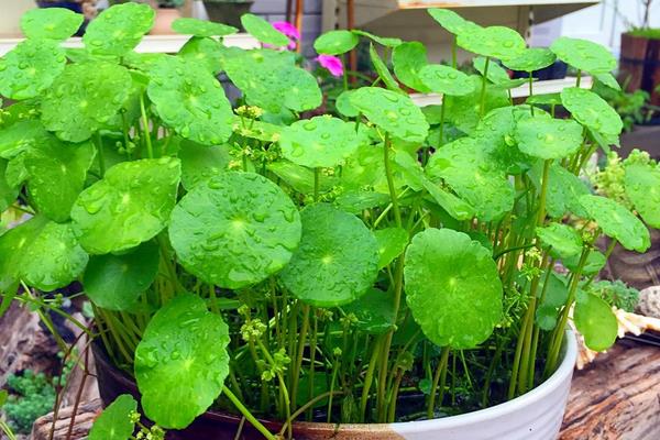 铜钱草招财吗(摆放位置) 养铜钱草对风水的作用