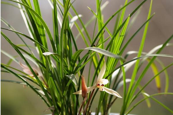 建兰什么时候开花(花期是几月) 怎样调控盆栽建兰的花期