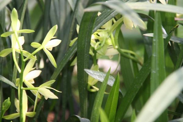 建兰什么时候开花(花期是几月) 怎样调控盆栽建兰的花期