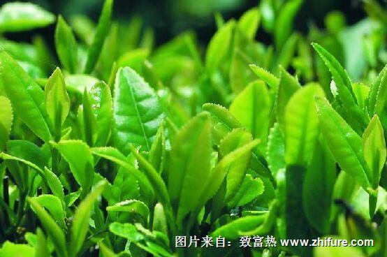 江西铁观音茶是算红茶还是绿茶?