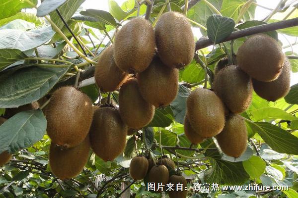 猕猴桃什么季节成熟