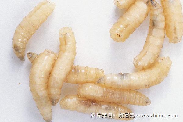 蝇蛆病是怎么得的?