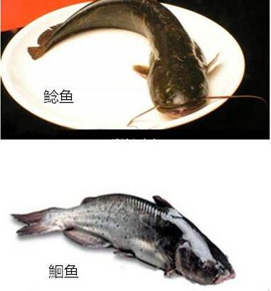 江团鱼和鲶鱼的区别是什么?