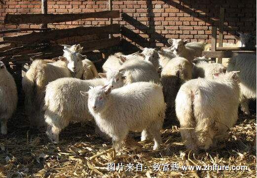 2017年养羊效益怎么样?还能赚钱吗?