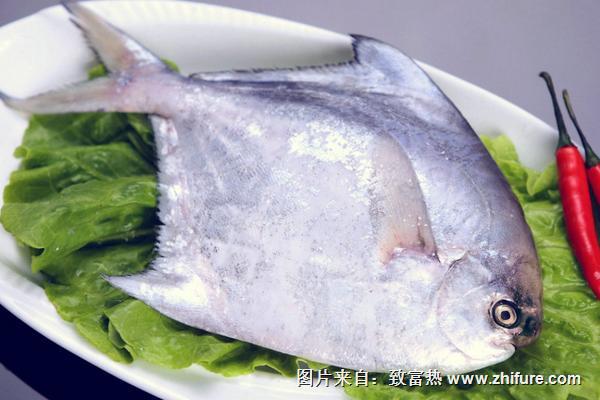金鲳鱼和白鲳鱼的区别是什么?