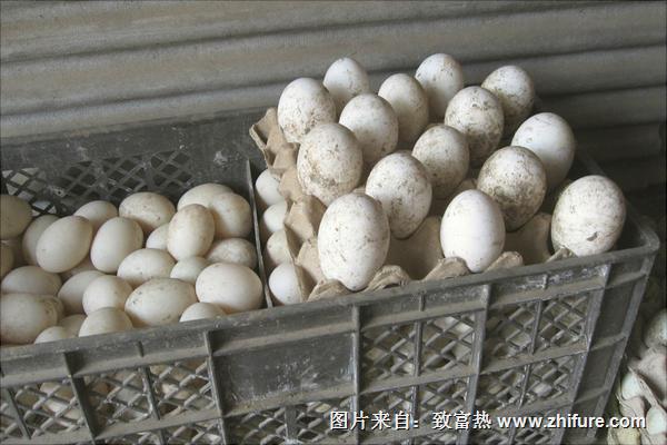 孔雀蛋多少钱一个?