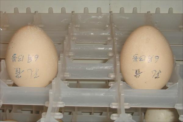 孔雀蛋多少钱一个?