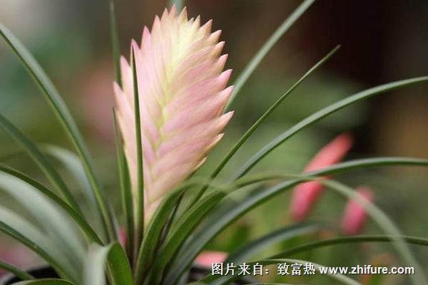 铁兰花怎么养