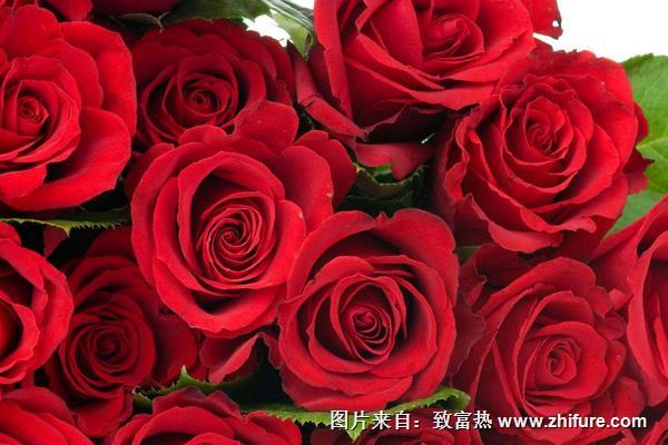 玫瑰花花语是什么