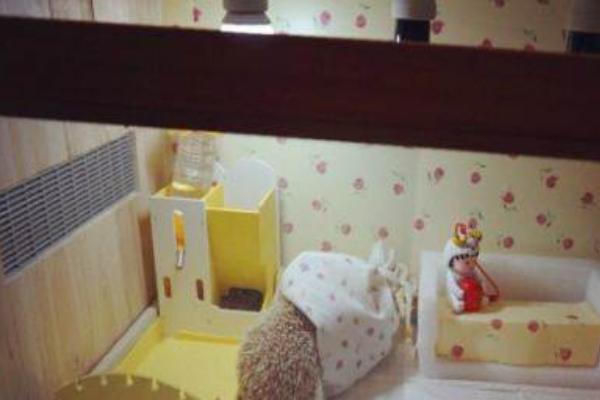 怎么饲养刺猬?
