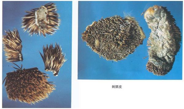 怎么饲养刺猬?