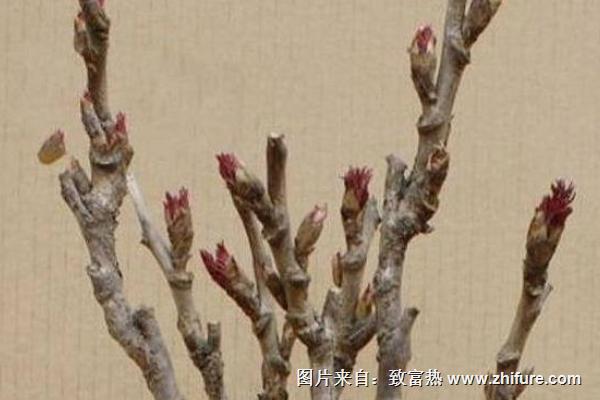观赏牡丹花苗价格多少钱一棵 国内看牡丹花去哪里最好