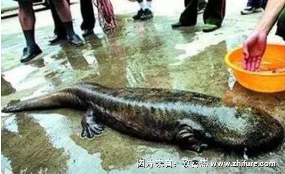 娃娃鱼怎么杀?