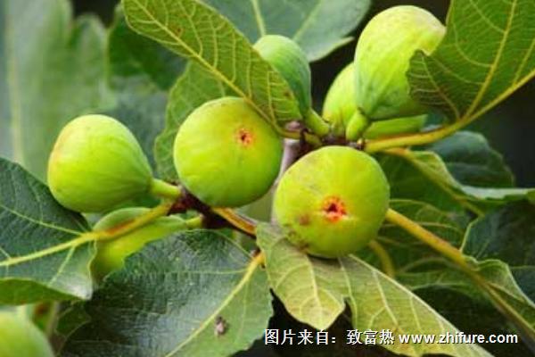 无花果能丰胸吗