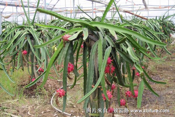 火龙果适合什么地方种植
