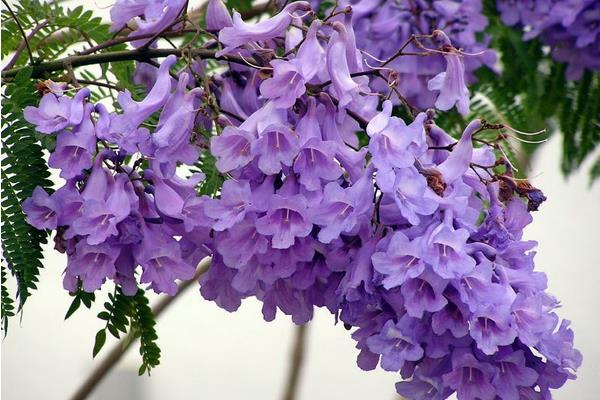 蓝花楹什么时候开花(花期是几月) 蓝花楹是什么花
