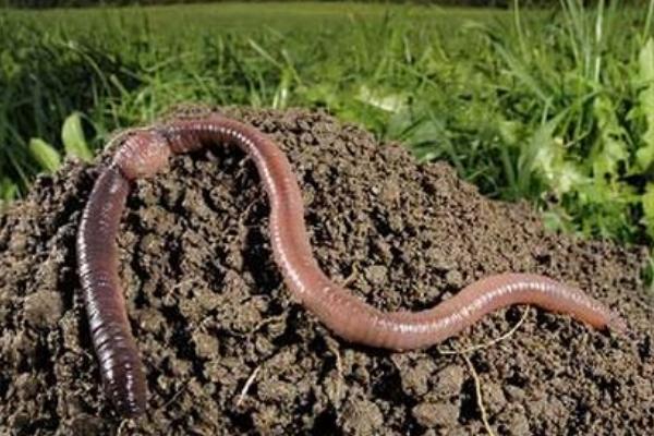 梦境迷离，探索红色蚯蚓-蛇影的深层寓意