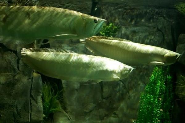 银龙鱼用什么催食开口 银龙鱼公母辨别方法（图解）