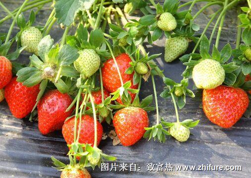 盆栽草莓在种植中应该注意什么？