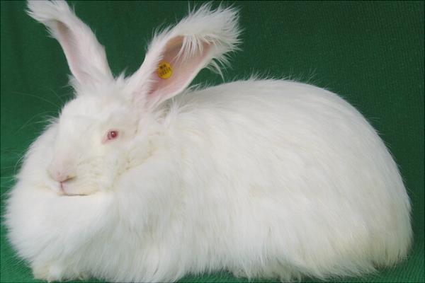 长毛兔价格多少钱一只？