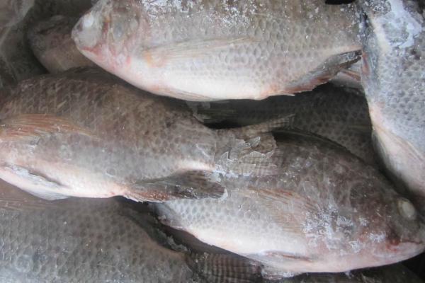 罗非鱼市场价格多少钱一斤？