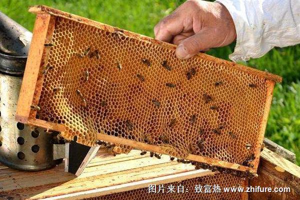 养蜂能赚钱吗？