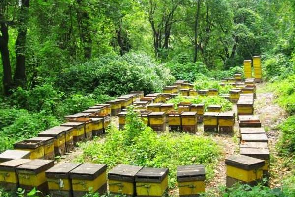 养蜂能赚钱吗？