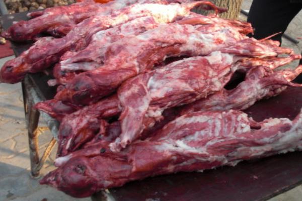貉子肉价格多少钱一斤？