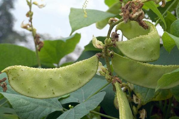 哺乳期可以吃扁豆吗