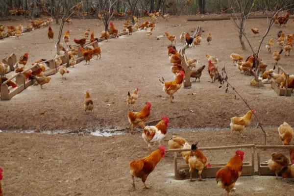小型养鸡场如何建造？投资大概在多少资金？