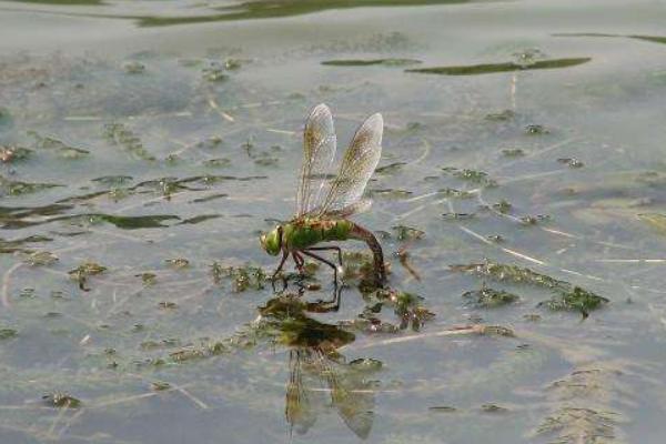 蜻蜓低飞的原因及预兆 蜻蜓多是怎么回事