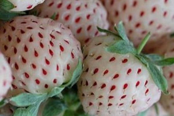 菠萝莓价格多少钱一斤