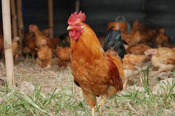 开办一个小型养鸡场的分析，养鸡为什么不赚钱？