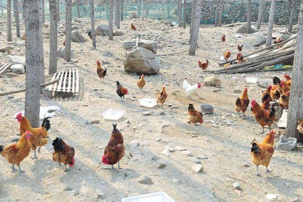 开办一个小型养鸡场的分析，养鸡为什么不赚钱？