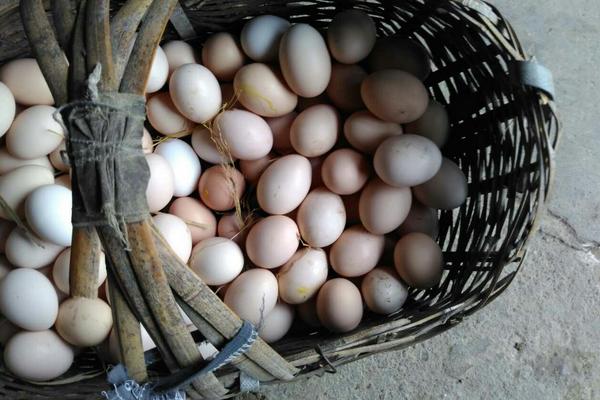 适合散养的蛋鸡品种有哪些？