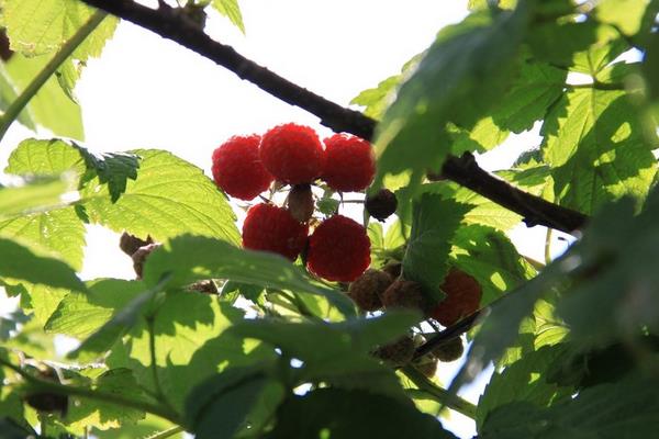 树莓的种类