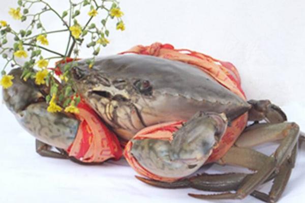 缅甸蟹和青蟹的区别是什么 吃青蟹的好处