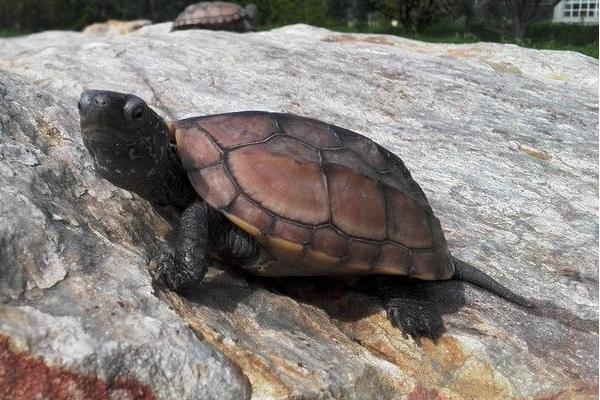 大头草龟和中华草龟的区别是什么 中华草龟的繁殖方法