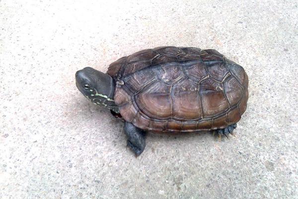 大头草龟和中华草龟的区别是什么 中华草龟的繁殖方法
