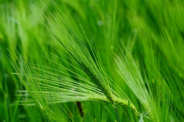 青稞和小麦的区别是什么？