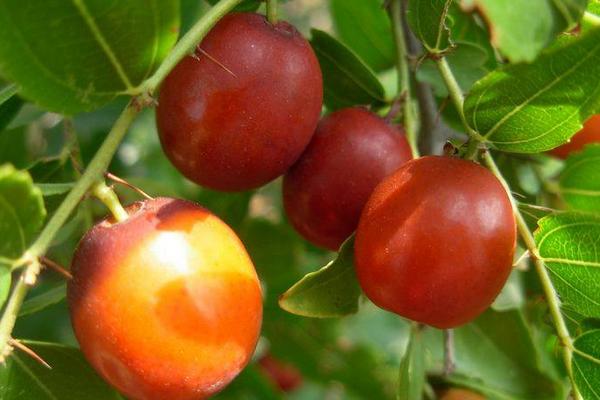 梦境的甜蜜收获，解析梦见摘山枣的深层含义